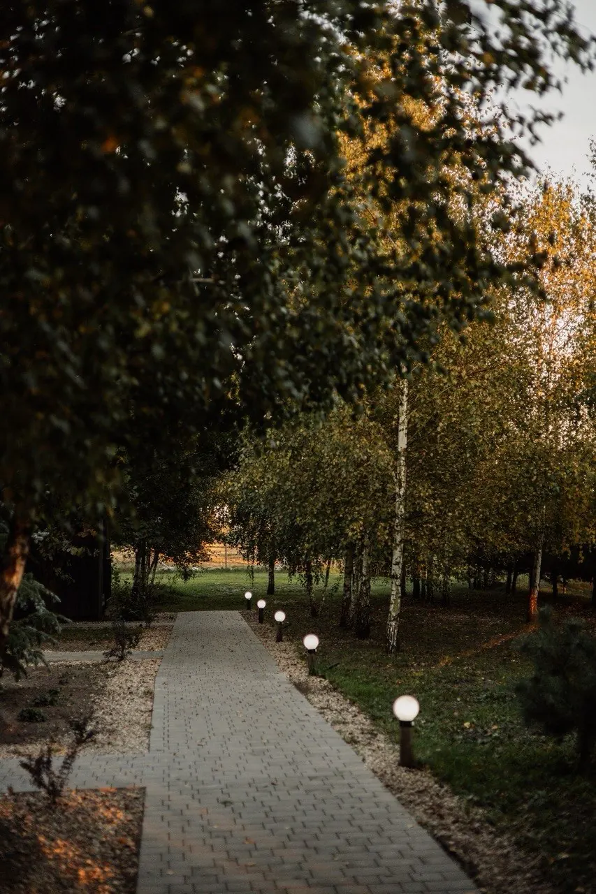 Освещённая аллея среди деревьев